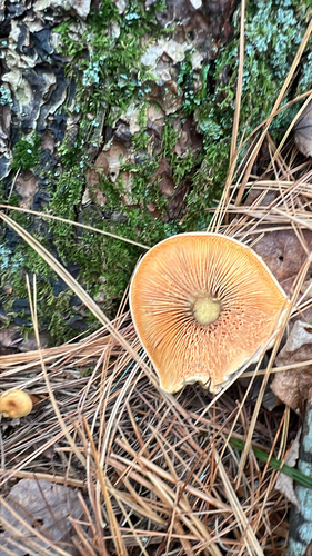 False Chanterelle