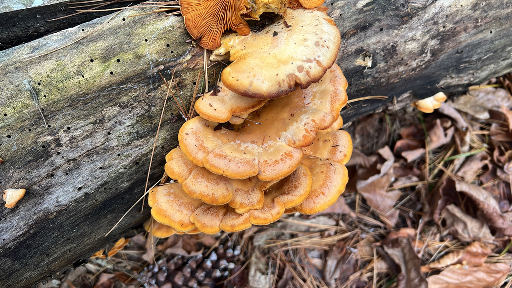Stinking Orange Oyster