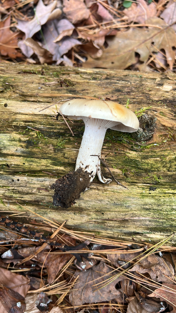 yellow-centered waxy cap