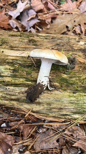 yellow-centered waxy cap