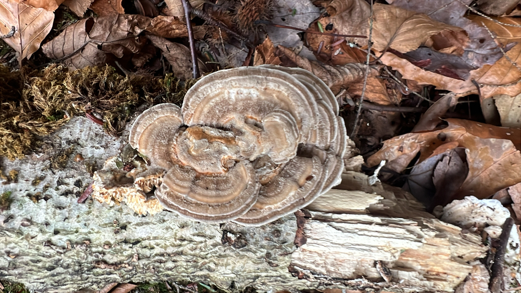 Gilled Polypore