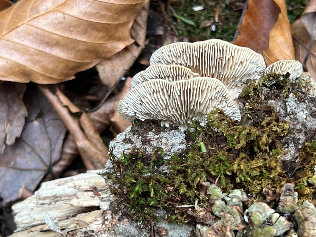Gilled Polypore