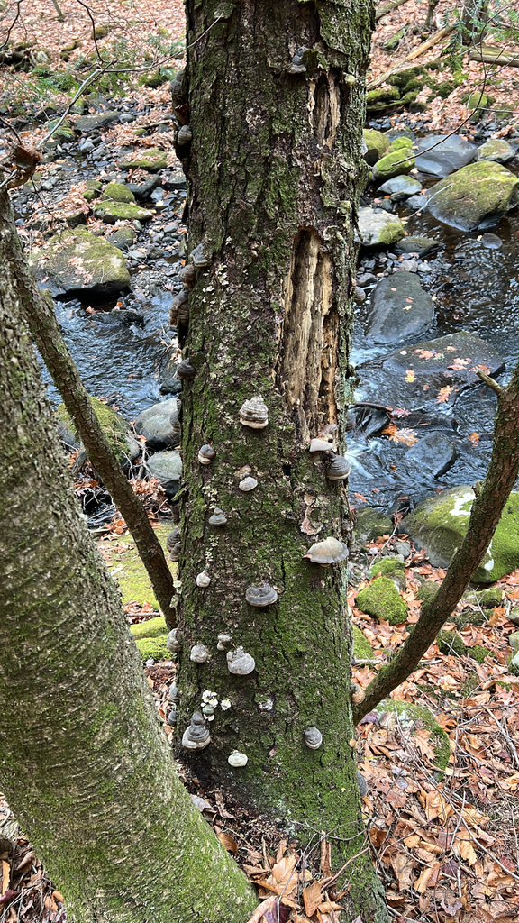 Tinder Polypore