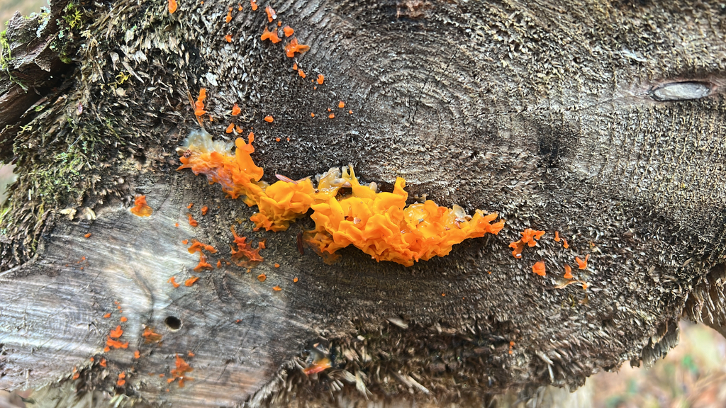 Orange Jelly Spot