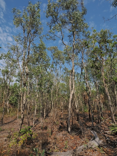 fibrebark (Melaleuca nervosa)