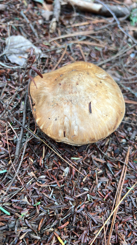 American matsutake