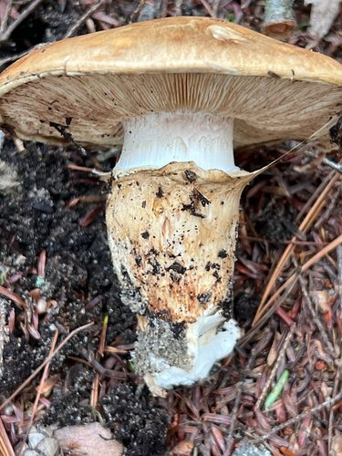 American matsutake