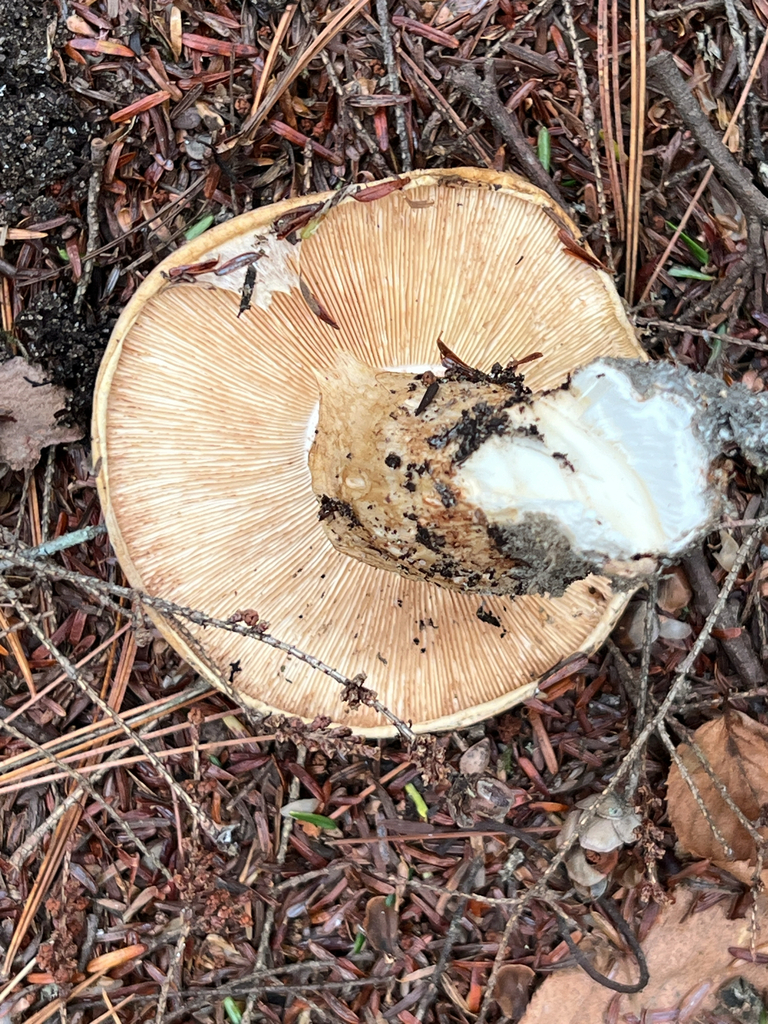 American matsutake