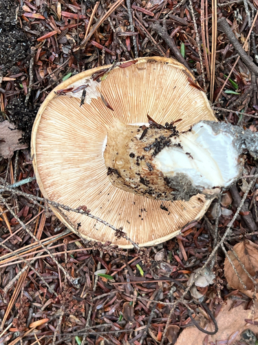 American matsutake
