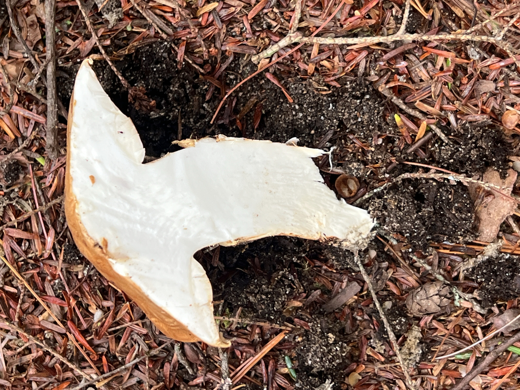 American matsutake