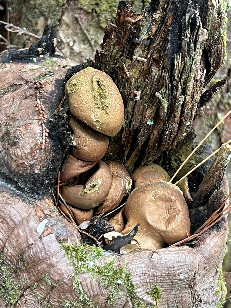 Pear-shaped Puffball