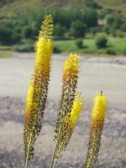 Eremurus