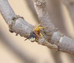 Philanthus triangulum diadema