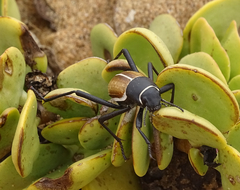 Onymacris marginipennis