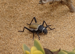 Onymacris marginipennis