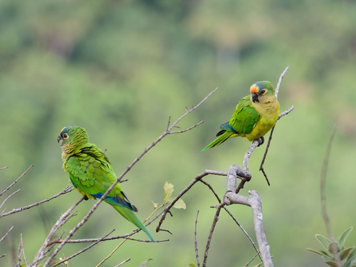 Illustration de Conure couronnée