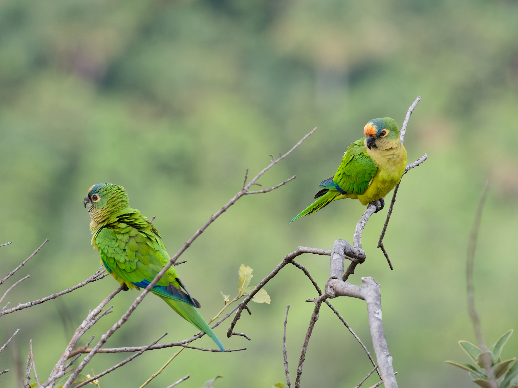 Peach-fronted Parakeet illustration