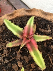 Cryptanthus bivittatus