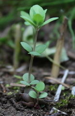 Hylotelephium verticillatum