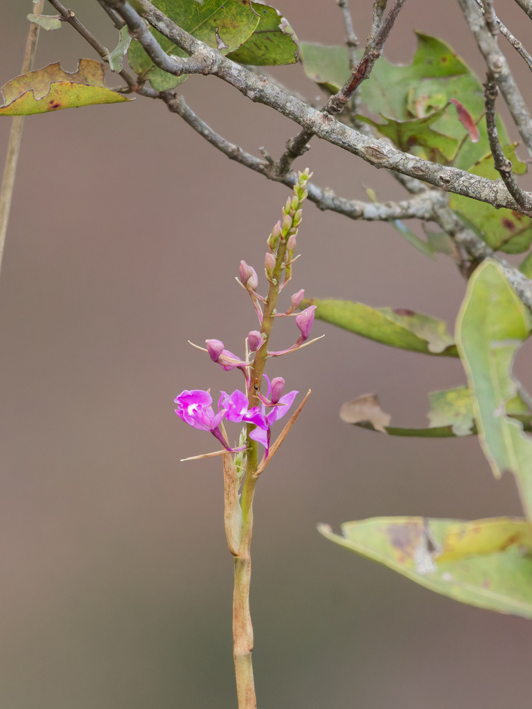 Epidendrum campestre Lindl. 2