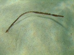 Mitotichthys meraculus