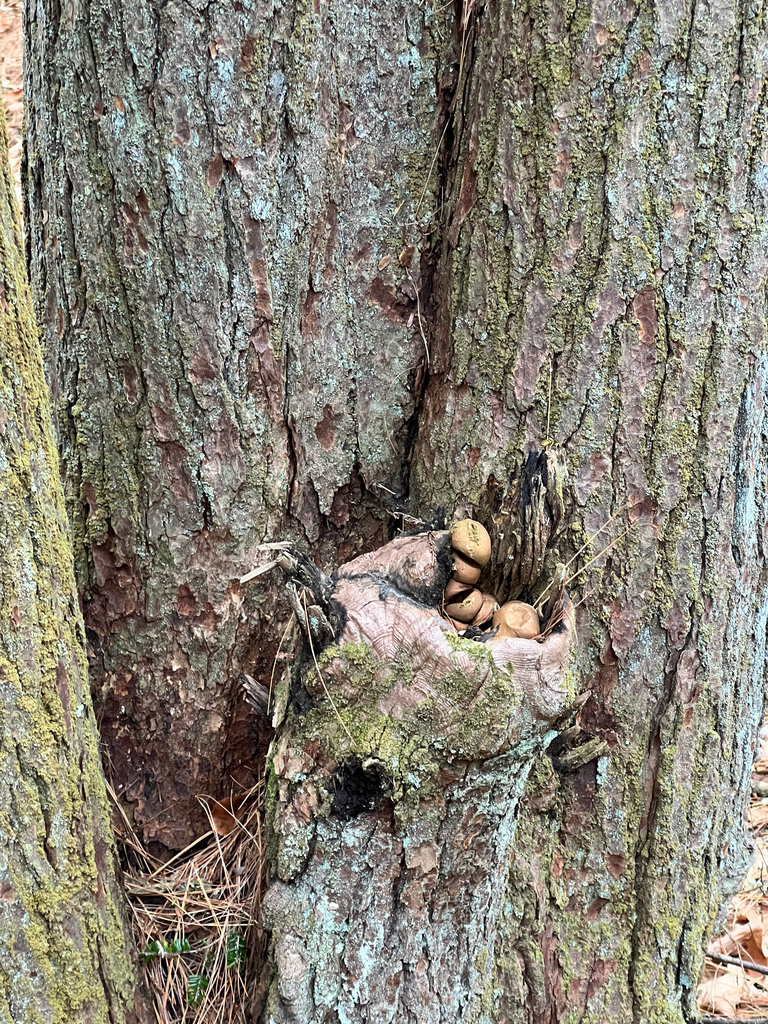 Pear-shaped Puffball