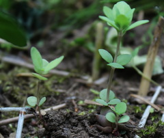 Hylotelephium verticillatum
