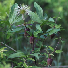 Clematis fusca