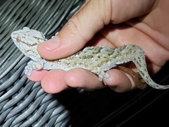 Chondrodactylus
