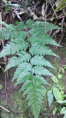 Davallia divaricata