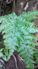 Davallia divaricata