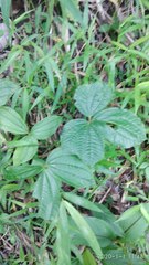 Dioscorea hispida
