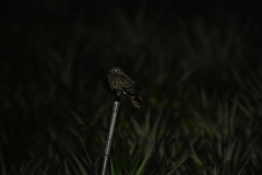 Caprimulgus affinis stictomus