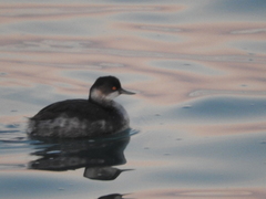 Podiceps nigricollis