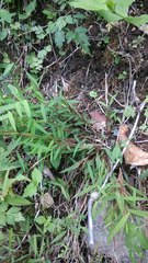 Pogonatherum crinitum