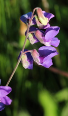 Lathyrus palustris pilosus