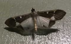 Tipuliforma triangulalis