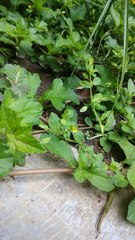 Mecardonia procumbens