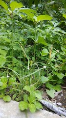 Cyperus mindorensis
