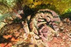 Sycozoa cerebriformis