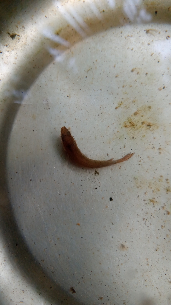 Spiketail paradisefish
