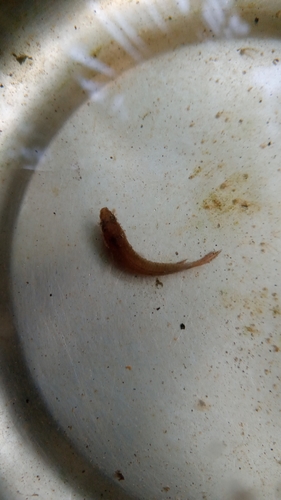 Spiketail paradisefish