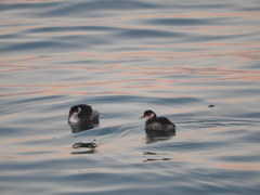 Podiceps nigricollis