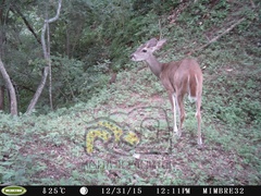 Odocoileus virginianus sinaloae