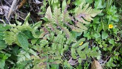 Tectaria subsageniacea