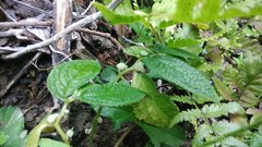 Elatostema