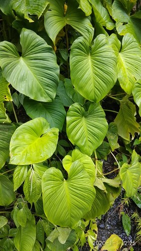 Homalomena cordata (Homalomena cordata)