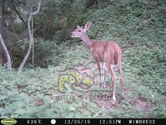 Odocoileus virginianus sinaloae
