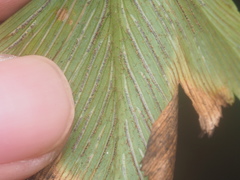 Asplenium macrophyllum