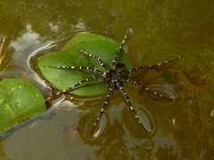 Dolomedes mankorlod